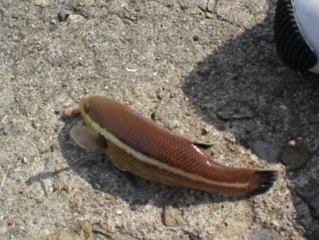 久しぶりの林崎漁港