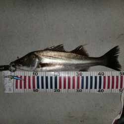 今日も行ってしまった