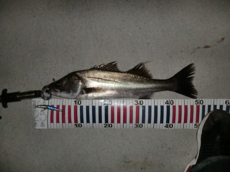 今日も行ってしまった