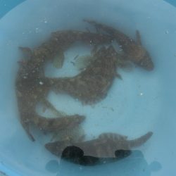 カワハギが絶好調 と言ってもサイズはまだまだ