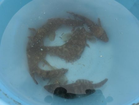 カワハギが絶好調 と言ってもサイズはまだまだ