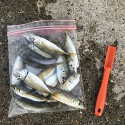 アジ釣り！太刀魚さんはどこ。