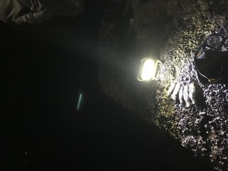 アオリ渋かった