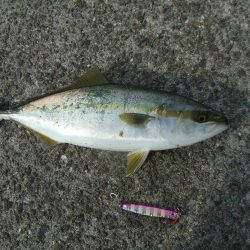 サヨリ釣れず、ハマチ４５，４１㎝他