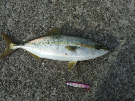 サヨリ釣れず、ハマチ４５，４１㎝他