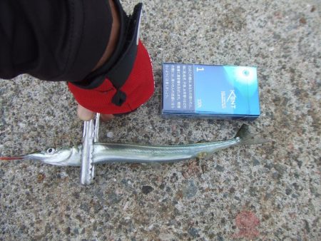 南芦屋浜 サヨリリベンジに長女も参戦