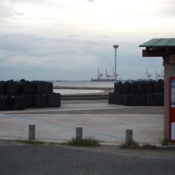 南芦屋浜　満足のサヨリ釣果
