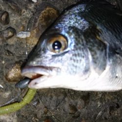 久しぶりのナイトゲーム