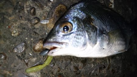 久しぶりのナイトゲーム