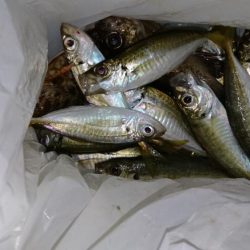 今夜もアジング