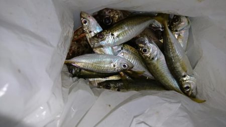 今夜もアジング