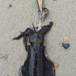 午後からエギング