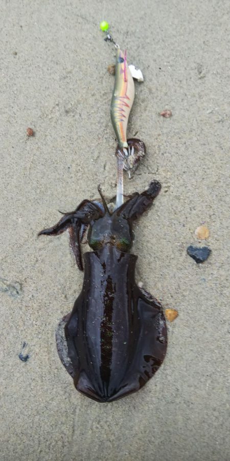 午後からエギング