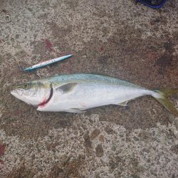 タチウオ、青物狙いが青物(サバ)、青物(アジ)、青物(ハマチ)