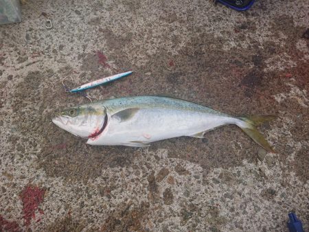 タチウオ、青物狙いが青物(サバ)、青物(アジ)、青物(ハマチ)