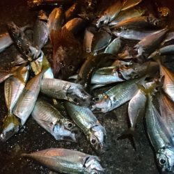 今夜はアジング！！