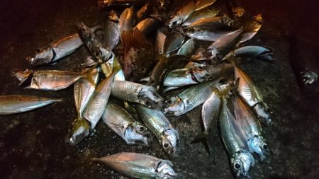 今夜はアジング！！