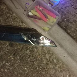 久しぶりに4Ｆ太刀魚ゲット