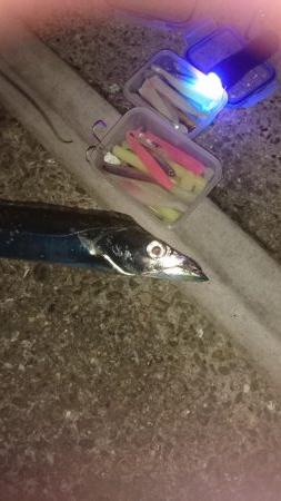 久しぶりに4Ｆ太刀魚ゲット