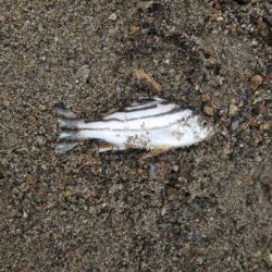 アタリはあるのに・・・