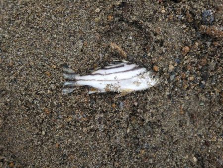 アタリはあるのに・・・