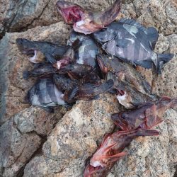 サンバソウ釣り