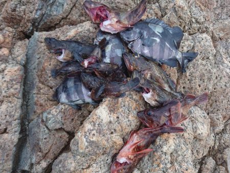 サンバソウ釣り