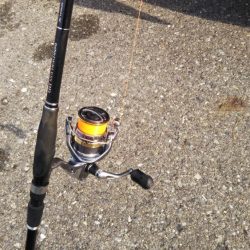 久しぶりのチヌ