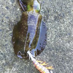 初心者セット7980