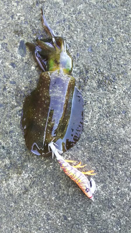 初心者セット7980