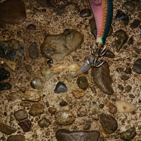 アオリイカが沢山釣れた日