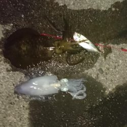 夕方から夜中にかけての短時間釣行