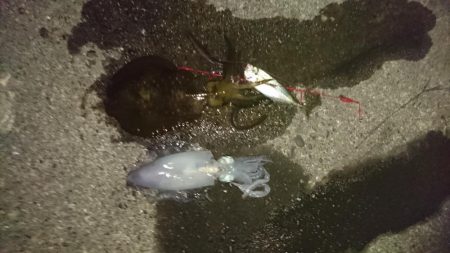 夕方から夜中にかけての短時間釣行