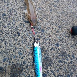 ロングテンションフォール