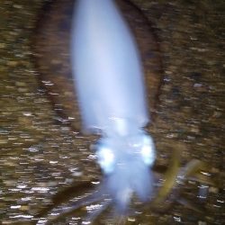 ヤエンとエギング