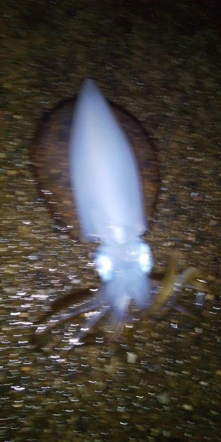 ヤエンとエギング