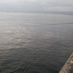 夕まずめタチウオ釣行