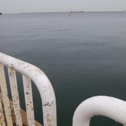 大きくなってきたハマチ