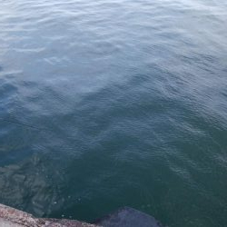 湾奥の青物調査＆タモウオ