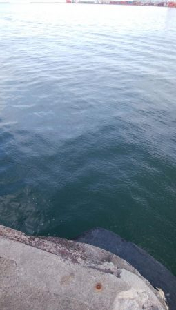 湾奥の青物調査＆タモウオ