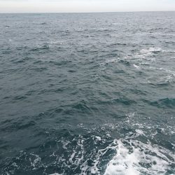 ヒラマサ 三兄弟