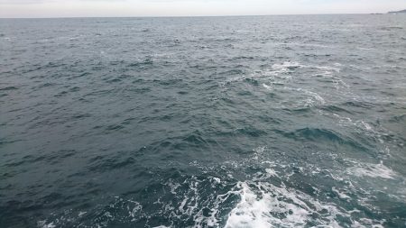 ヒラマサ 三兄弟