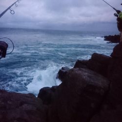 雄島の青物(ツバス)
