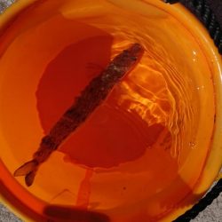 いろんな魚種が釣れました！