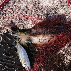 爆風ヤエンで５杯