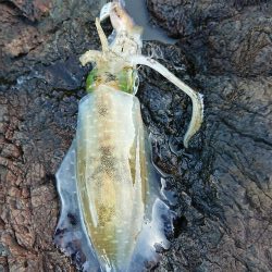 でました今季最高