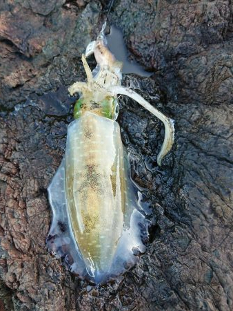 でました今季最高