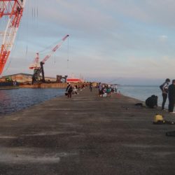 潮時が重要な播磨新島釣行