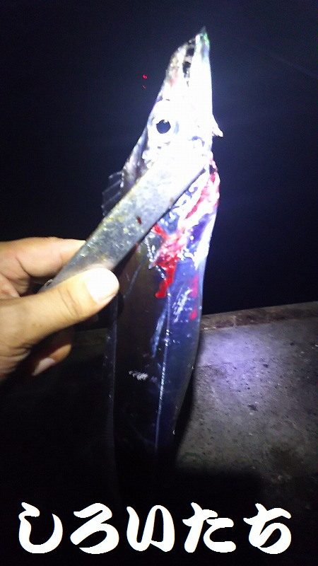 厳しかった～。タチウオ。