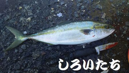 タチウオからのツバス